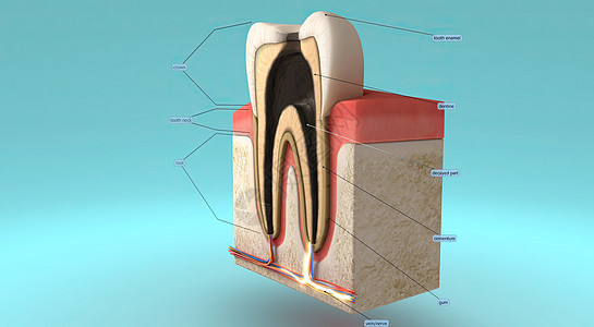 牙齿和口香糖的解剖 以及牙齿周围的支撑结构生物学犬类人体食物本质卫生咀嚼牙根牙列齿型图片