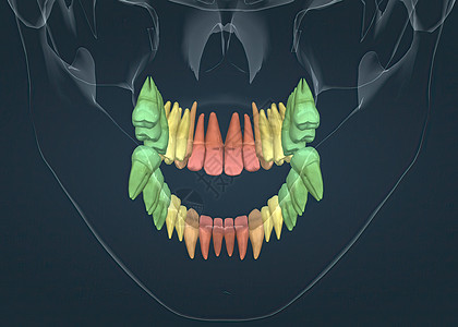 牙顶和下牙全解剖牙颈器官恒牙门牙搪瓷乳牙齿型咀嚼人体组织图片