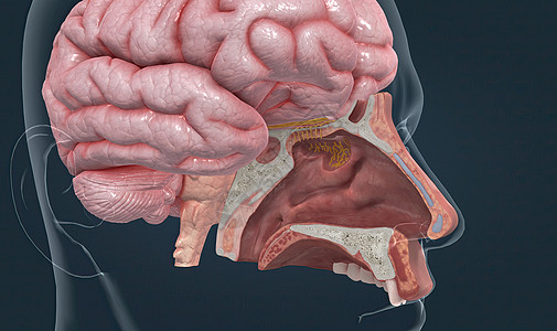脑部的嗅觉灯泡处理 从鼻部内衬的嗅觉受体获得的信息图片
