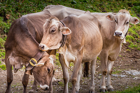 三个可爱的棕色奶牛一起放松 在奥地利提罗尔州齐勒塔尔山谷图片