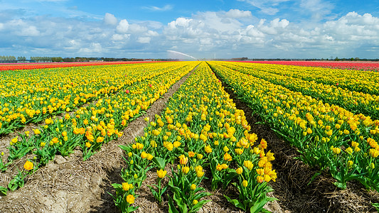 荷兰花泡区多彩的荷兰郁金树叶田场地乐趣灯泡男人摄影花朵世界场景旅行草地图片