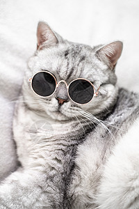 戴眼镜的苏格兰直猫 在白色背景上 宠物学习动物小猫智慧猫咪老师配饰宠物猫哺乳动物教育背景图片