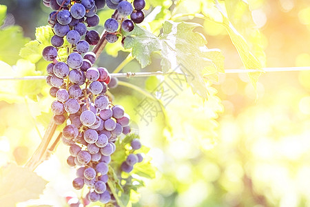 在温暖的阳光下 在藤树上连串红葡萄生长酒厂葡萄园水果季节栽培拉子收成生产植物图片