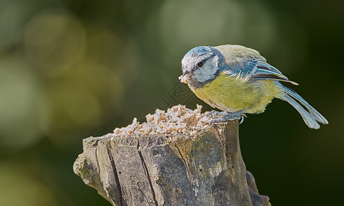 蓝牙 欧亚蓝奶是一只小过山鸟 在乳房家族帕里达Pariidae中 这只鸟很容易被蓝色和黄色的羽毛辨认出来野生动物木头鸟类荒野科学图片