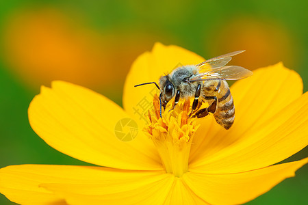 黄色花朵上的蜜蜂或蜜蜂的图像收集花蜜 花粉上的金蜜蜂 昆虫 动物植物翅膀野生动物漏洞工人花瓣植物群飞行草地花园图片