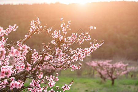 花园桃子花 春日带粉红花的桃树 园艺 农业的概念 笑声樱花国家植物果园胡同植物群水果分支机构叶子边界图片