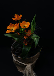 黑色的橙子莉莉天然锅工厂图片