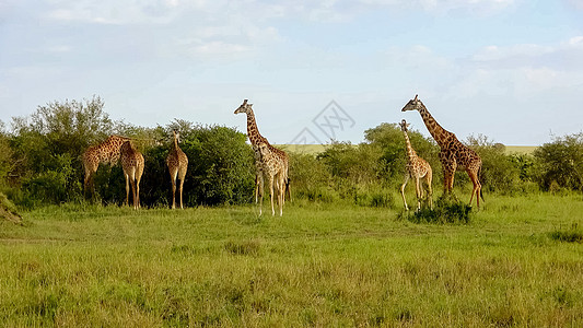 非洲野生生物中美丽的长颈鹿食草冒险家庭衬套马赛荒野野生动物动物公园旅游图片
