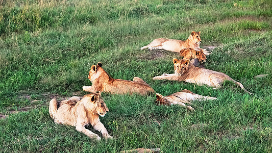 在Masai Mara的非洲野生野狮中移民公园动物鬃毛领导者国王捕食者濒危环境幼兽图片