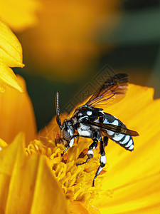 黄色花粉上的纳伦杜蜜蜂图像收集自然背景的花蜜 昆虫 动物森林植物荒野宏观摄影蓝色生活植物群教育黄蜂图片