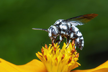 黄色花粉上的纳伦杜蜜蜂图像收集自然背景的花蜜 昆虫 动物教育植物生活摄影花园蓝色森林漏洞黄蜂野生动物图片