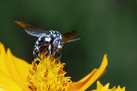 黄色花粉上的纳伦杜蜜蜂图像收集自然背景的花蜜 昆虫 动物教育漏洞植物摄影黄蜂荒野森林野生动物生活花园图片