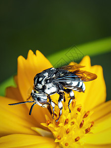 黄色花粉上的纳伦杜蜜蜂图像收集自然背景的花蜜 昆虫 动物花园宏观荒野植物群植物教育漏洞生活黄蜂蓝色图片
