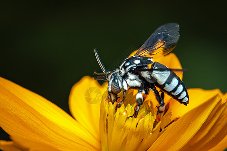 黄色花粉上的纳伦杜蜜蜂图像收集自然背景的花蜜 昆虫 动物植物群森林花园黄蜂植物生活蓝色漏洞摄影教育图片