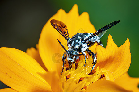 黄色花粉上的纳伦杜蜜蜂图像收集自然背景的花蜜 昆虫 动物花园宏观蓝色漏洞黄蜂植物荒野教育野生动物森林图片