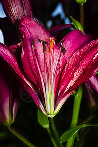 离流树叶花束紫色礼物植物季节雌蕊花粉宏观花瓣图片