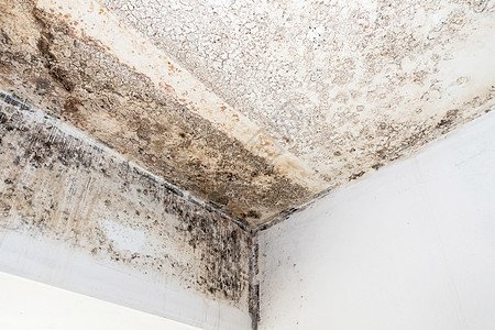 天花板和墙壁上的木质真菌水分孢子寄生霉菌建筑损害房子微生物模具风化图片