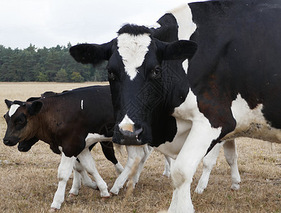 牛和小牛奶制品犊牛农村农业草原畜牧业农田家畜母亲牧场图片