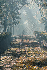 在一个雾雾的清晨 一个人在树园路上行走男士薄雾太阳阳光天空木头公共公园瀑布城市人行道图片