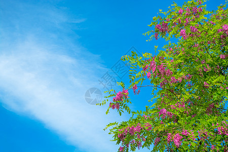 粉色天空蓝色天空背景上闪烁树枝环境晴天活力植物学公园叶子美丽季节植物群植物背景