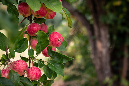 苹果树枝位于阿拉木图港的全树枝上的粉红大苹果背景