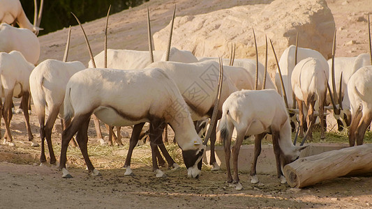 在阿拉伯酋长国动物园的阿拉伯白人奥里克斯人国家沙漠团体沙丘栖息地食草牛角太阳羚羊环境图片