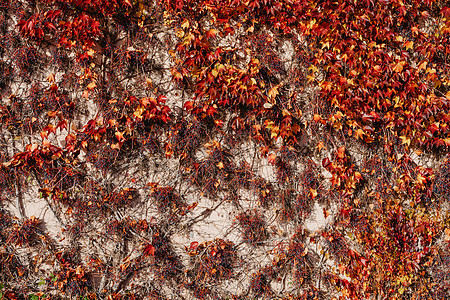 老房子墙上的红色常春藤 老式乡村风格的德国破旧小房子 墙壁上覆盖着五颜六色的葡萄藤 弗吉尼亚爬山虎藤的秋天红叶 抽象古老杂草丛生图片