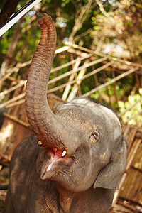 张开 一个年轻的亚洲大象将嘴张开以喂养——泰国高清图片