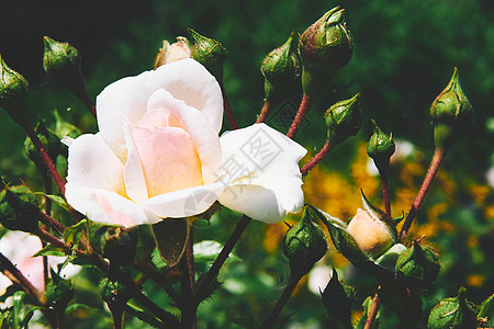 光粉红玫瑰 有未露开的花蕾高清图片