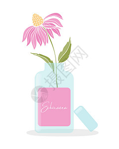 植物 配有蓝色瓶子的Echinacea花朵 提取 补充 天然油 药用药草图片