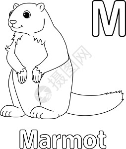 Marmot 字母字母 ABC 孤立颜色页面 M图片