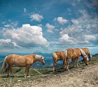 马在草原上 美丽的马和夏月田 在蓝天空背景下 一匹马正在山里放牧 南蒂罗尔山脉图片