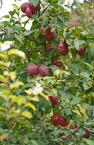 夏日早晨在花园里种苹果树枝 有多种水果生长农场叶子植物红色果园绿色农业收成季节性背景
