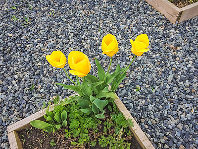 鲜花床角生长的闪亮黄色郁金香草本植物豆芽花园灰色薄荷土壤石头碎石黑色红色图片