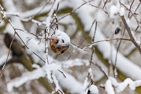 冬天一棵树上有冰雪的烂苹果图片