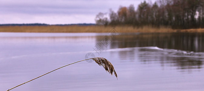 寒冷的一天和秋末的第一块冰阳光公园沼泽环境池塘旅行芦苇支撑场景反射图片