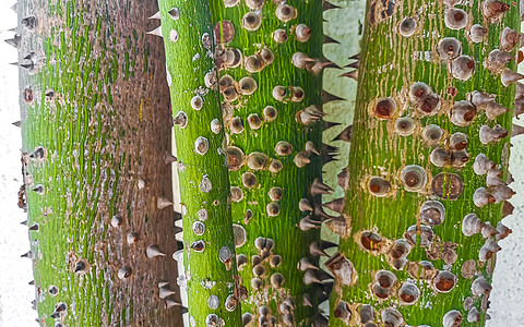 青绿色美丽的Kapok树 Ceiba树与钉子墨西哥树木农村花园雨林旅行树干拉丁植物环境国家图片