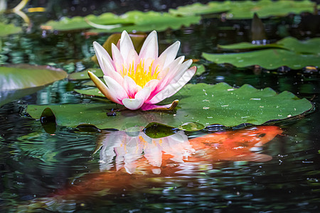 锦鲤摄影Lily Flower开花和在法国Taurny水池上的橘子鱼橙子花头沼泽金鱼水面萼片淡水宠物反射花瓣背景