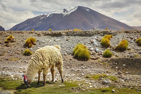 风景摄影南美智利阿塔卡马边境附近玻利维亚高平原上的沙漠环境高原目的地情调异国旅行哺乳动物寂寞羊驼背景