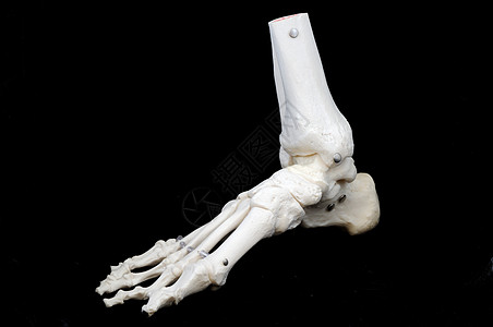 骨骼脚模型背景图片