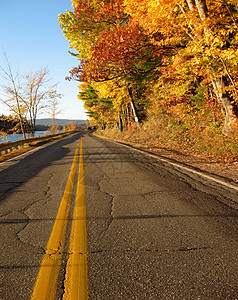 农村道路 秋季的青树图片