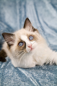 Ragdol 小猫布娃娃宠物纯种毛皮动物图片