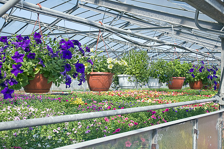 温室植物用品寝具培育生长花园地球花瓶农业叶子图片