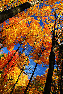 秋季森林树干荒野天篷叶子天空木头树木树叶橙子季节图片