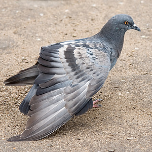 鸽子飞行眼睛宗教黑色自由动物灰色天堂羽毛身体图片