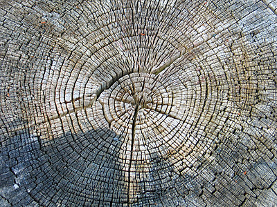 老树横截面岁月流逝力量时间生长圆圈橡木风化园艺植物材料历史图片