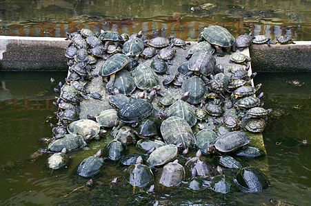 交通爬虫动物乌龟池塘码头游泳绿色热带两栖水池图片