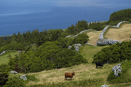 奶牛蓝色路线运动村庄草地树木小路国家晴天树叶图片