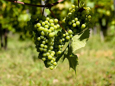 法国的藤园葡萄树叶农业生长葡萄种植园农村食物藤蔓酿酒收成图片
