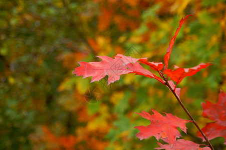 红叶红色黄色树叶橙子枫叶枝条季节季节性树木叶子图片